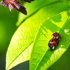 Ladybug love II