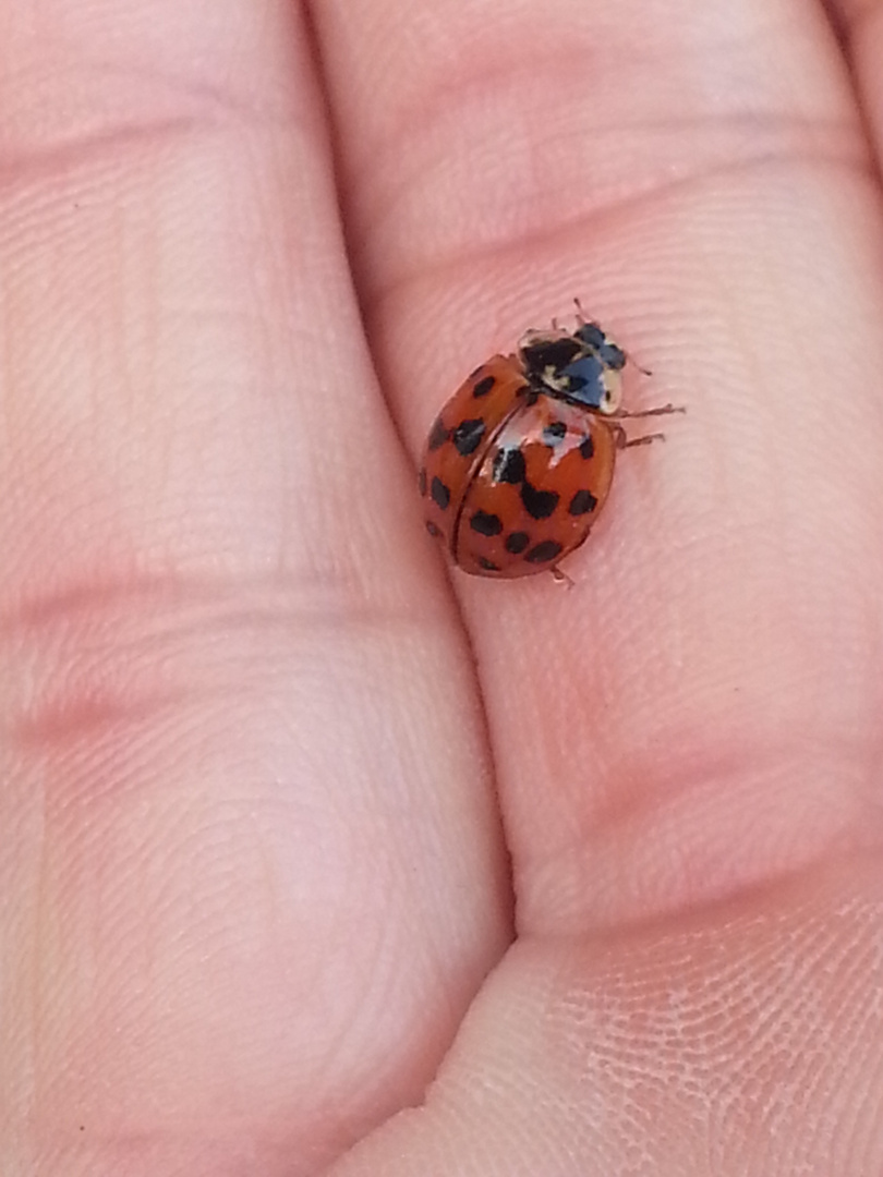 Ladybug on human hand