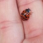 Ladybug on human hand