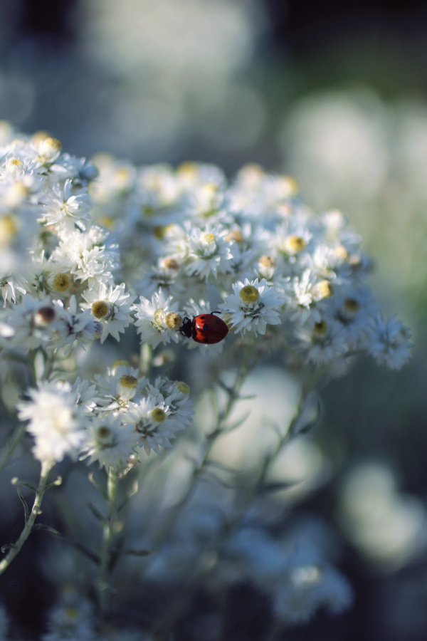 Ladybug on white flowers for peace