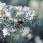 Ladybug on white flowers for peace