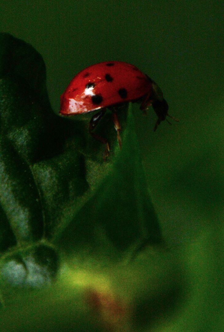 Ladybug Punkt