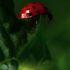 Ladybug Punkt