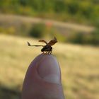 ladybug ready for take off