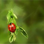 Ladybug red and green variations