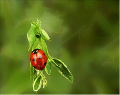 Ladybug red and green variations