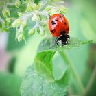 LadyBug with a twist