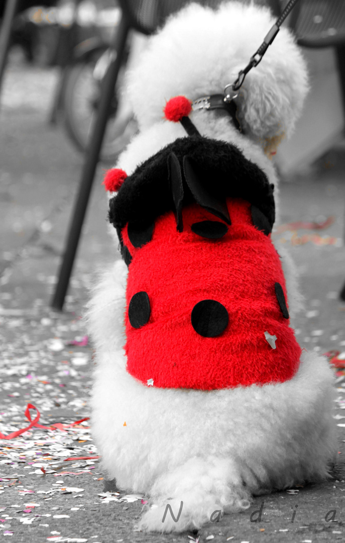 Ladybug..Dog