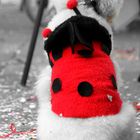 Ladybug..Dog