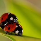 Ladybugs