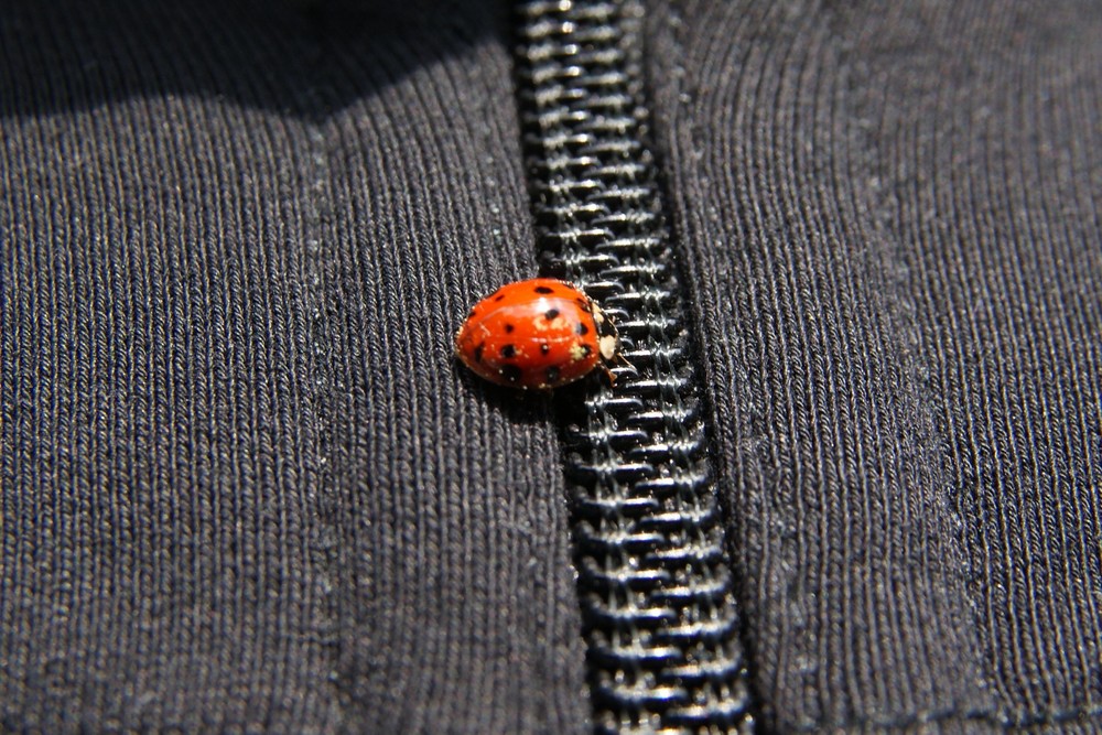 Ladybug's Crossing