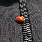 Ladybug's Crossing