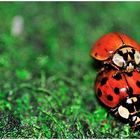 Ladybugs in action I