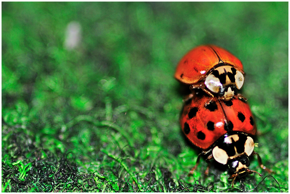 Ladybugs in action I