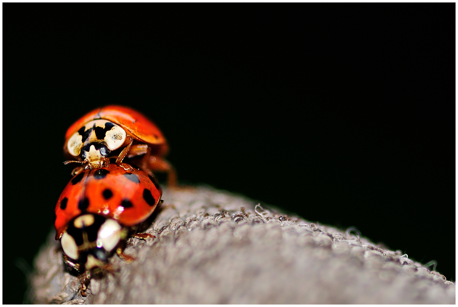 Ladybugs in action II
