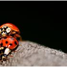 Ladybugs in action II