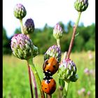 Ladybugs in love