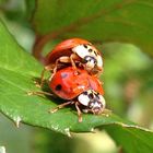 Ladybugs Love