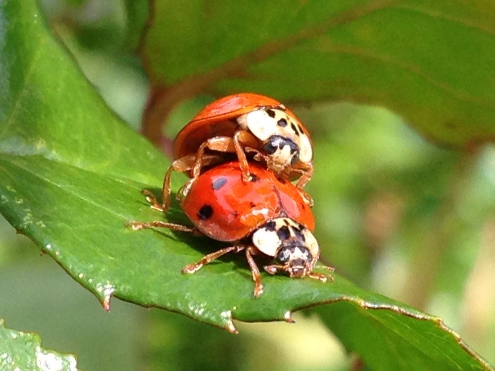 Ladybugs Love