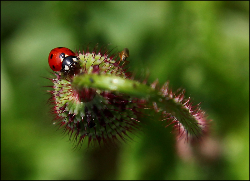 Ladybug's paradise