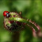 Ladybug's paradise