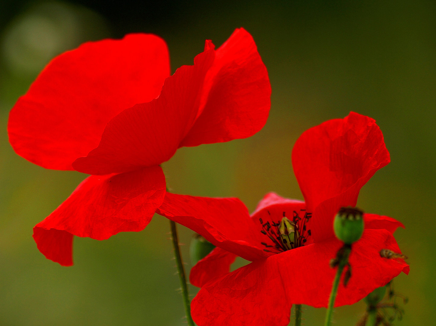 Ladys in red.......