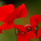 Ladys in red.......