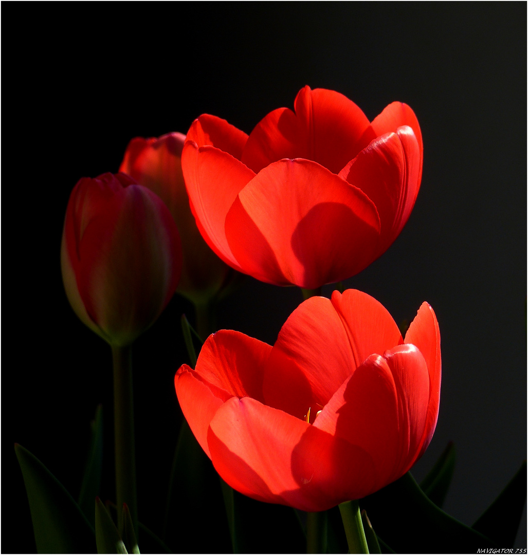 Ladys in Red!