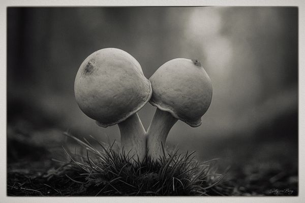 Lady´s Mushrooms
