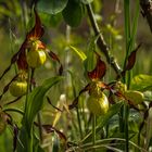 lady's-slipper