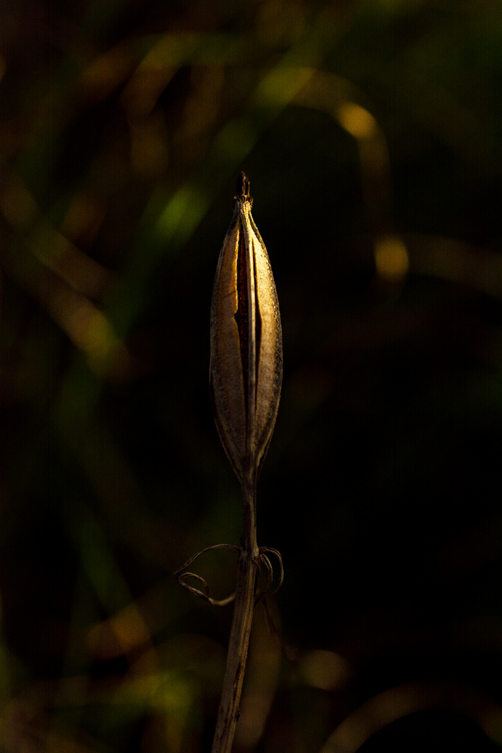 Lady´s slipper