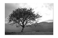 Lady's View . . . the tree