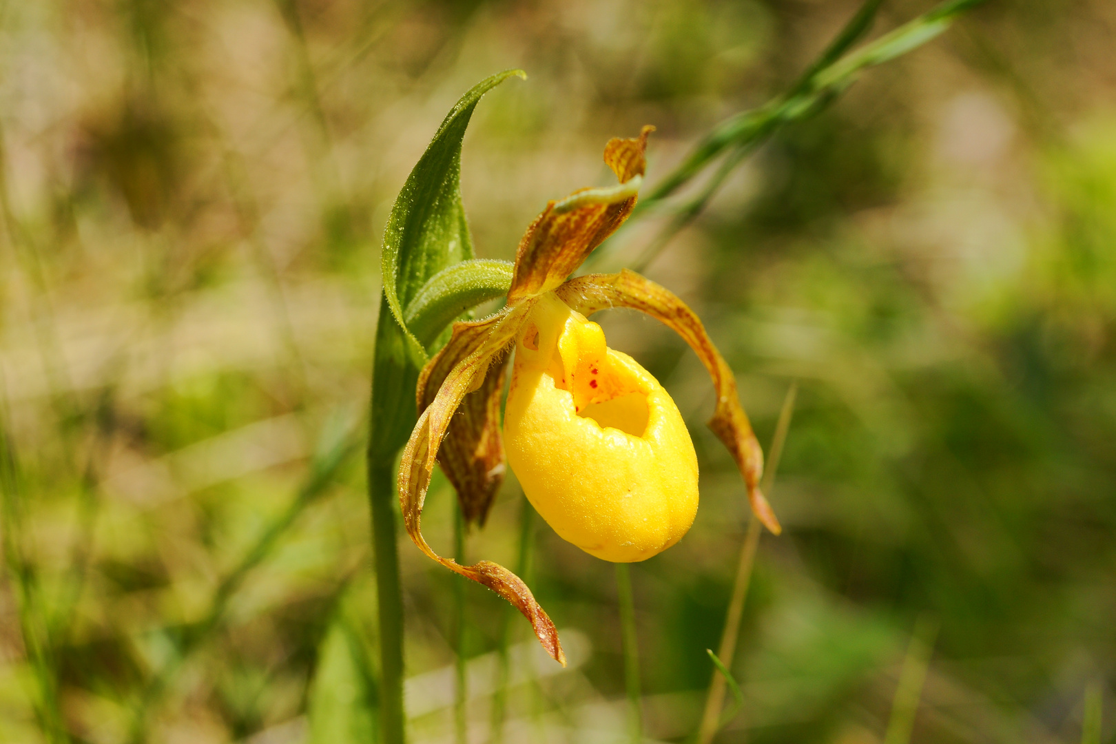 Ladyslipper