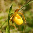 Ladyslipper