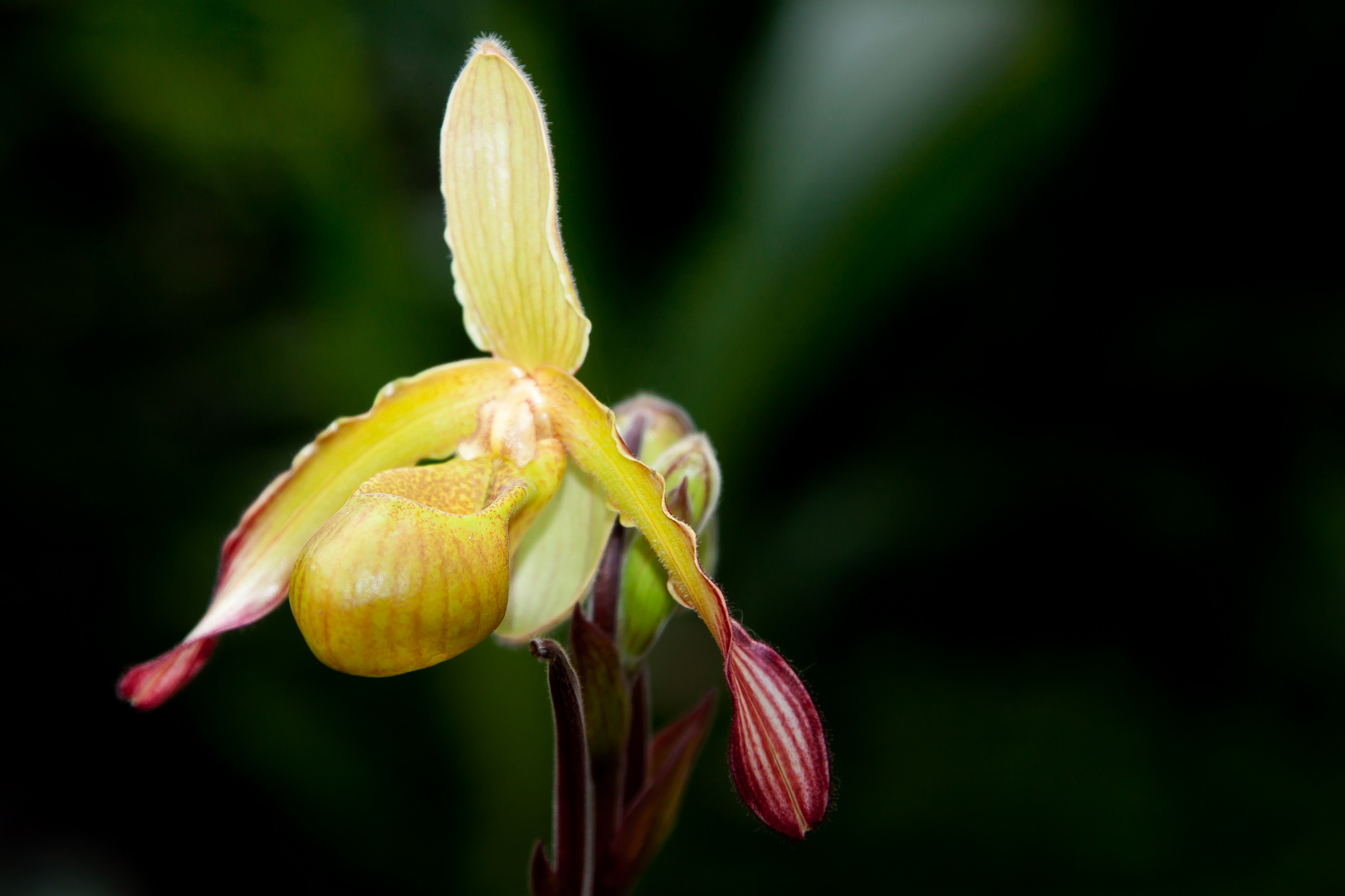 Ladyslipper