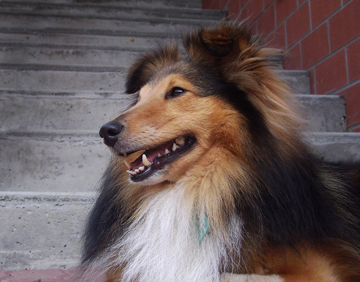 Lächel-Sheltie