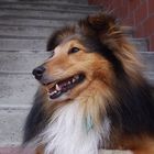 Lächel-Sheltie