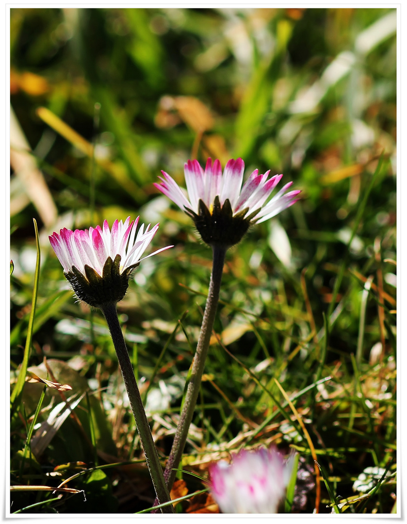 Lächeln der Natur