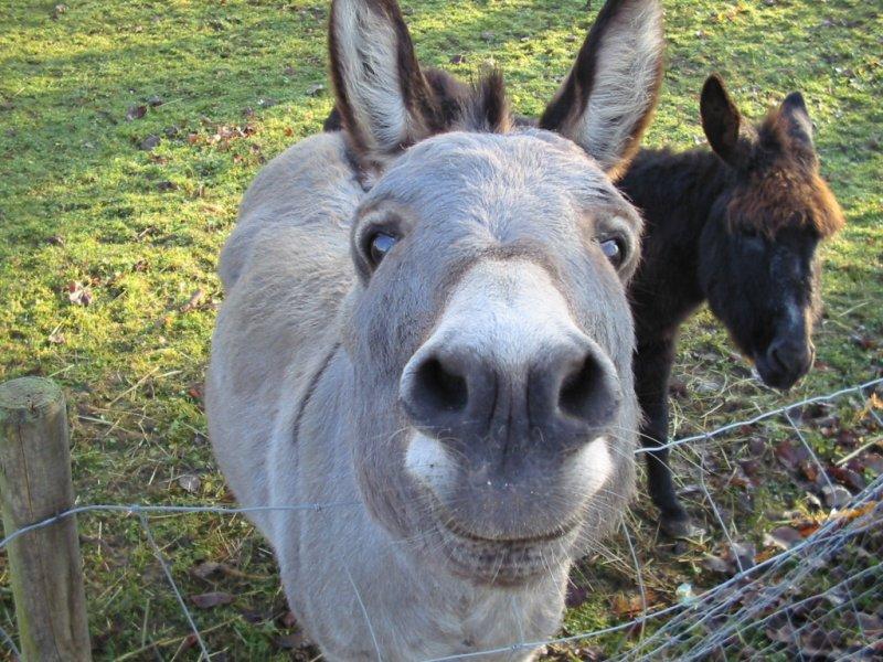 LÄCHELN KANN AUCH EIN ESEL Foto & Bild | tiere, natur Bilder auf