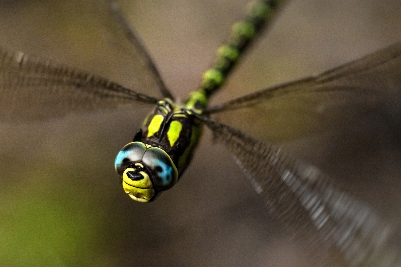 Lächelnde Libelle