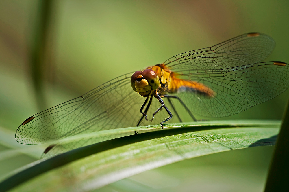 lächelnde Libelle