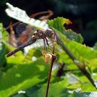 lächelnde Libelle