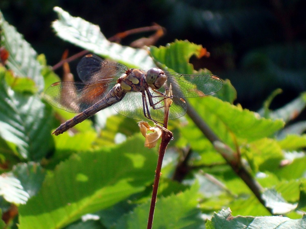 lächelnde Libelle