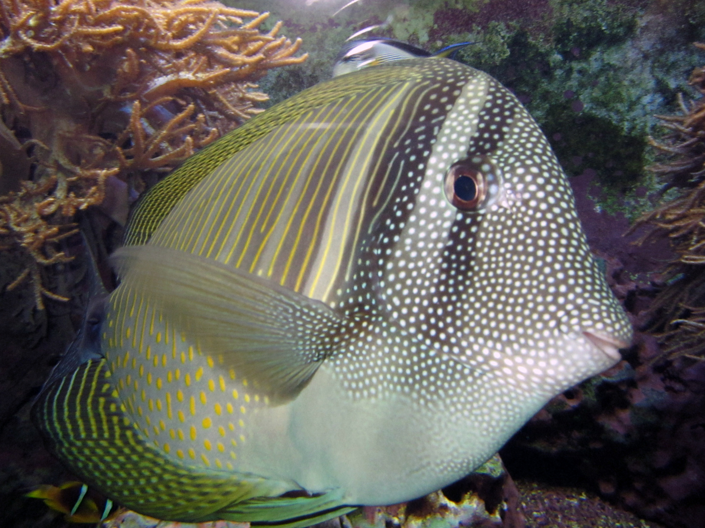 lächelnder Doktorfisch