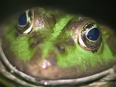 Lächelnder Frosch