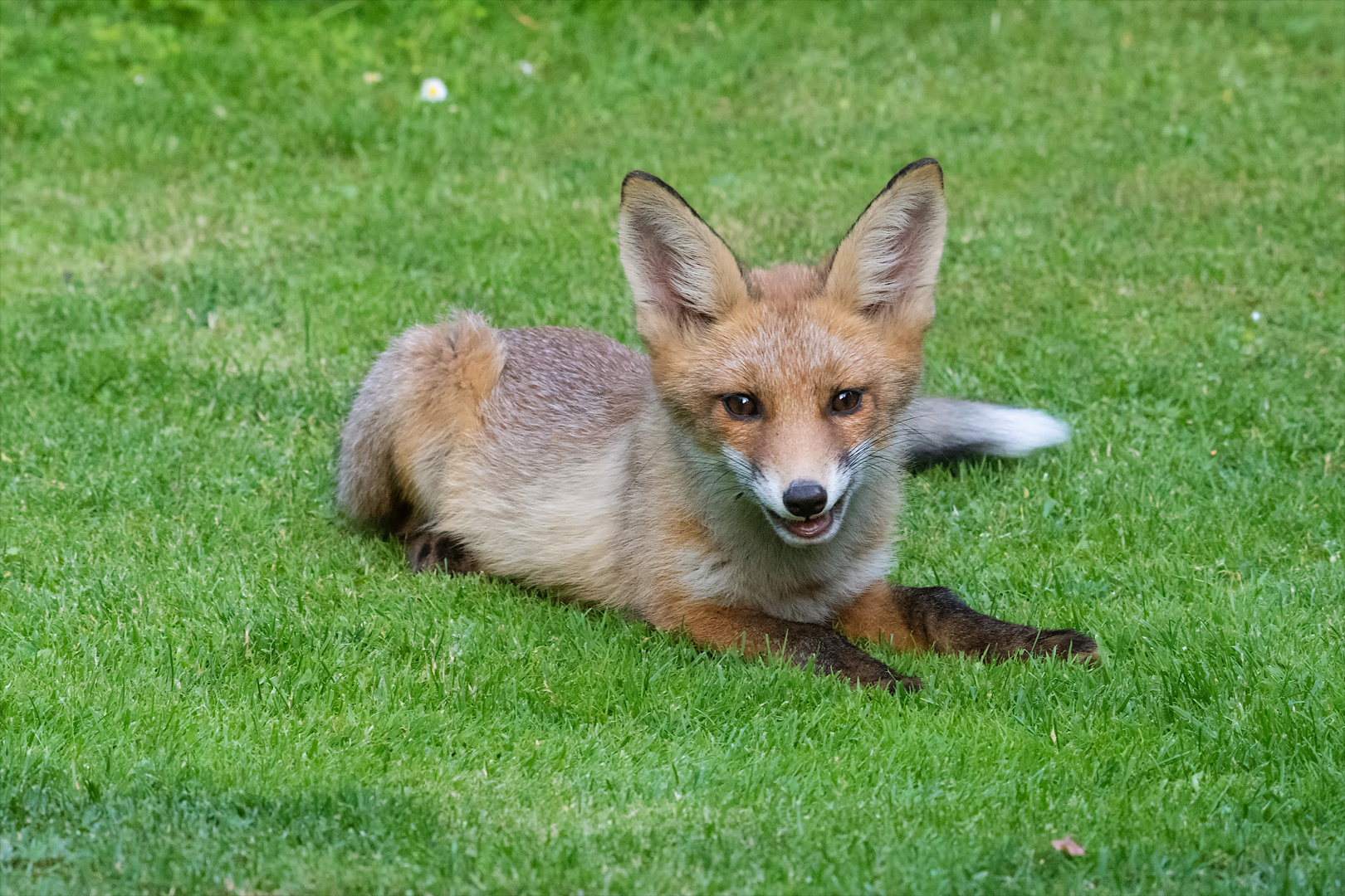 Lächelnder Fuchs!