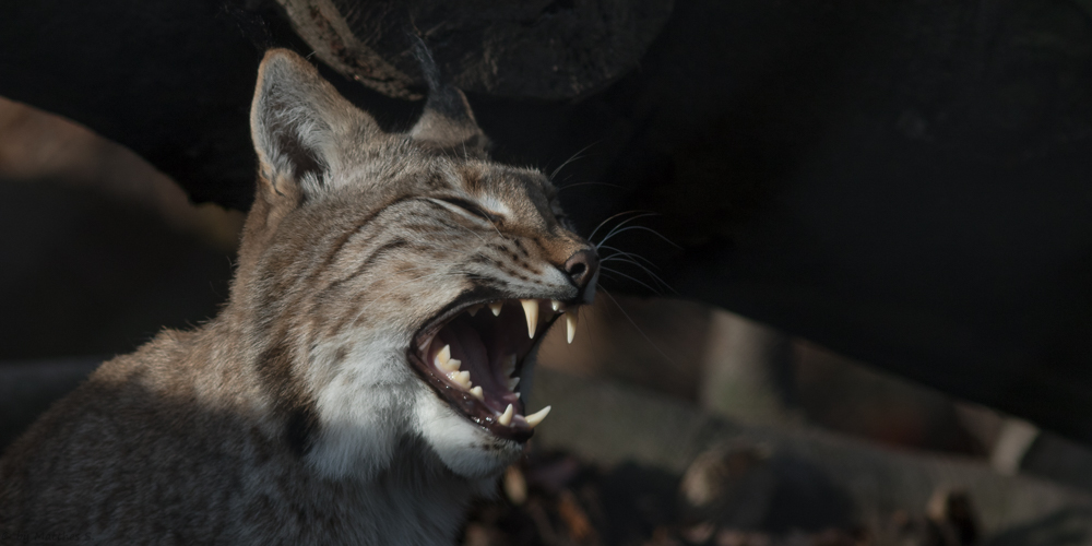 "lächelnder Luchs"