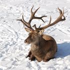 lächelnder Rothirsch beim Sonnenbad im Schnee