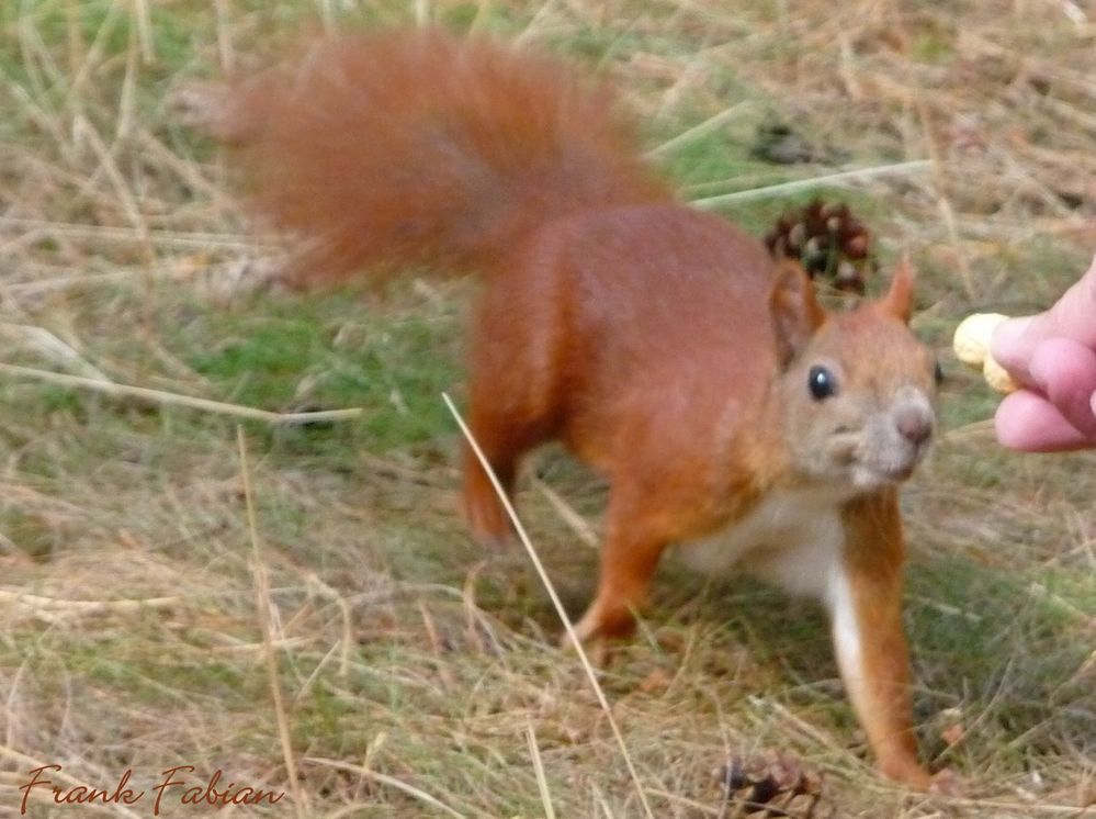 Lächelndes Eichhörnchen