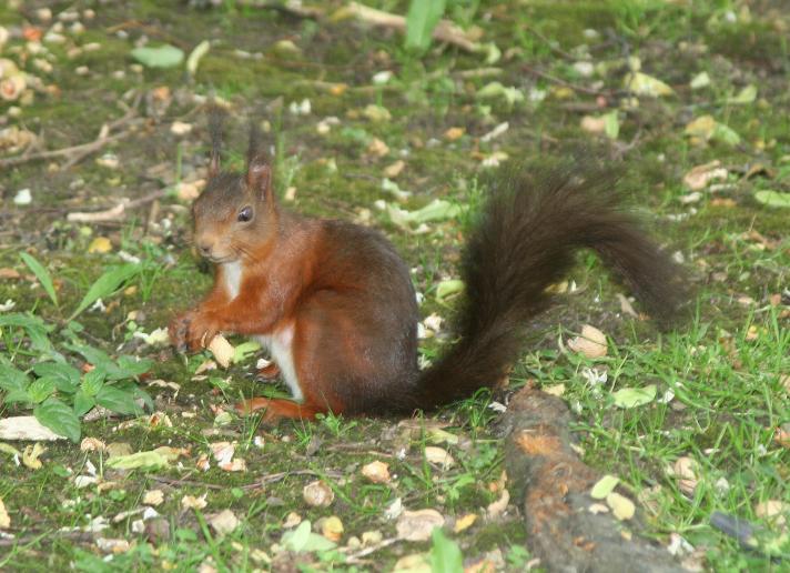 Lächelndes Eichhörnchen!